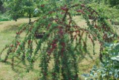 Śliwa Najdiena, młode drzewko, jest to odmiana bardzo plenna i wymaga przerzedzania zawiązków owoców. Na zdjęciu już po wstępnym przerzedzeniu.